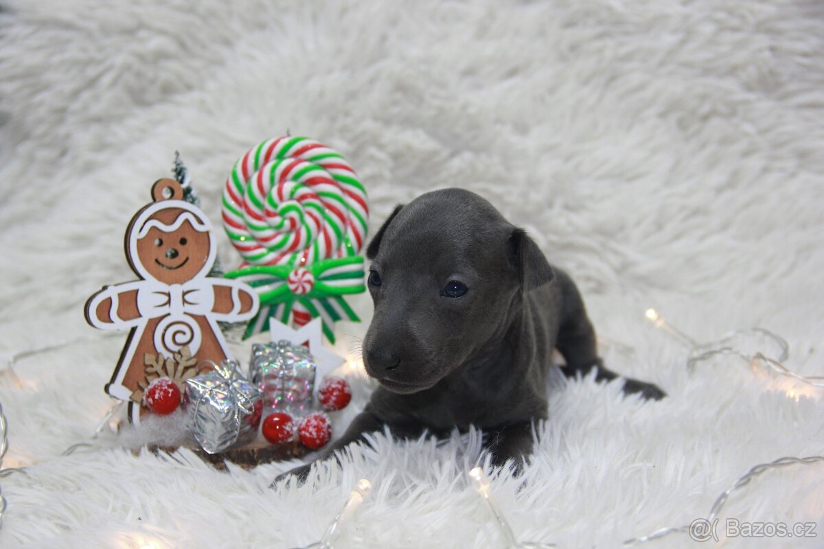 Italský chrtík - 2