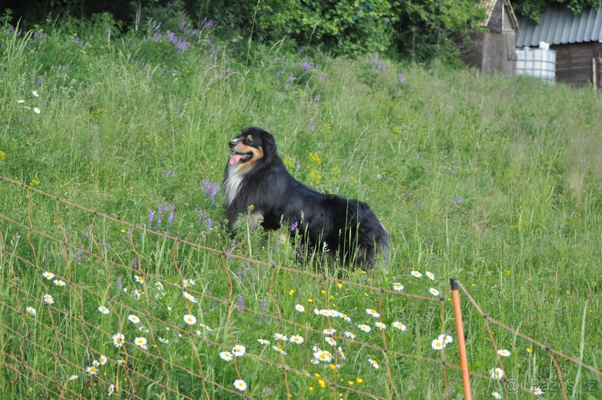 Austrálsky ovčák/krytie/ - 2