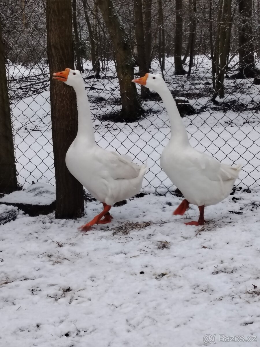 Husa česká královská - 2