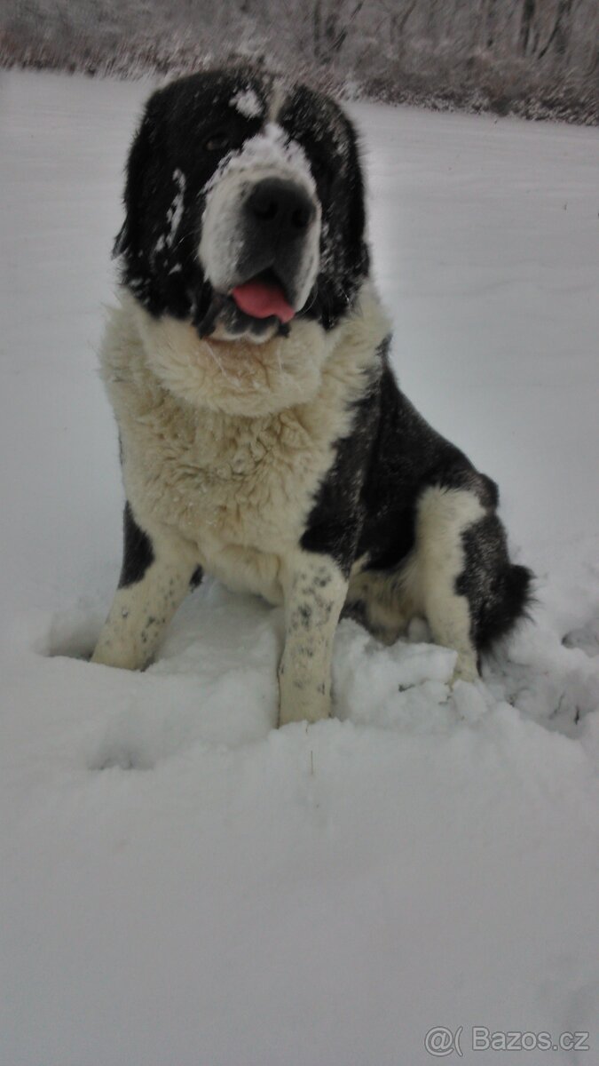 Středoasijský pastevecký pes - 2