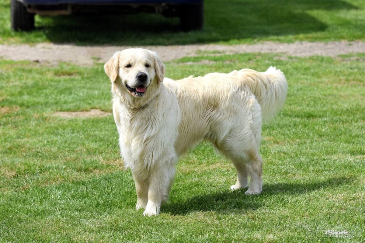 Chovný pes Zlatý retrívr - 2