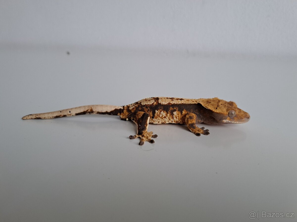 pagekon řasnatý samec... - 2