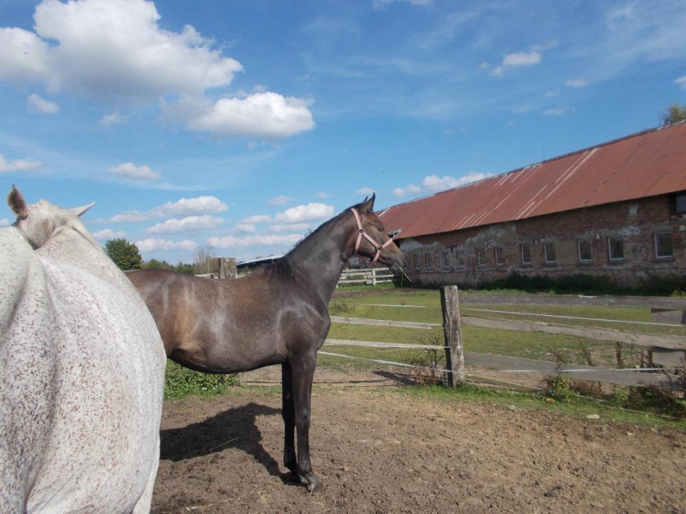 Prodám roční klisnu - 2