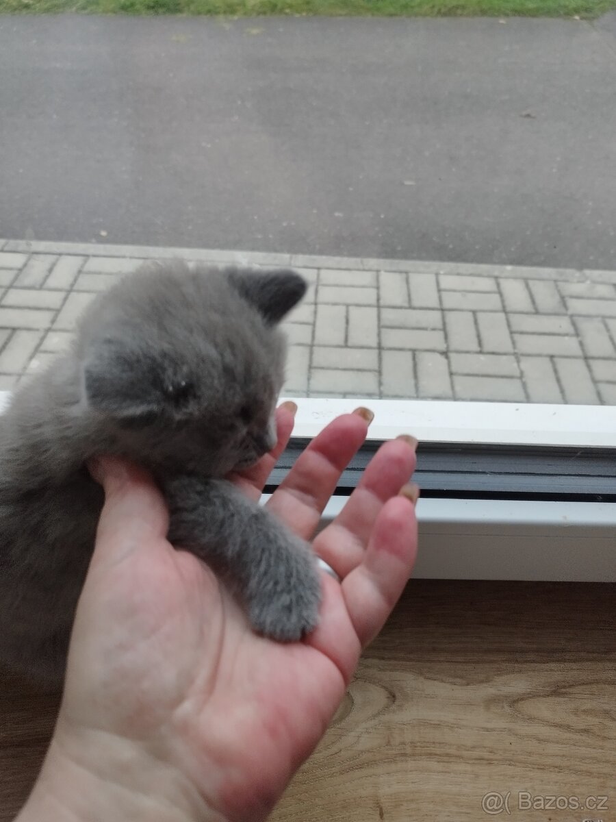 Prodám britská modrá koťátka - 2