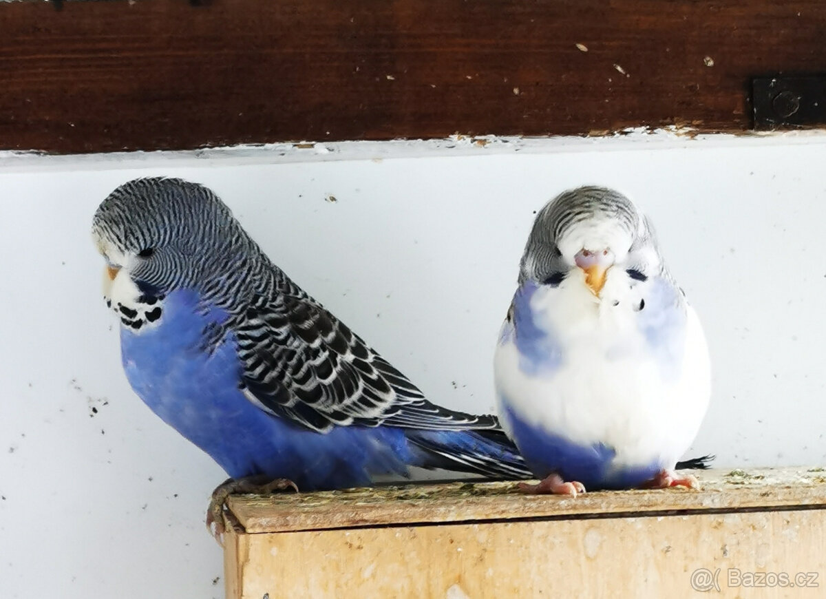 Andulka vlnkovaná 2025 po výstavních rodičích - 2