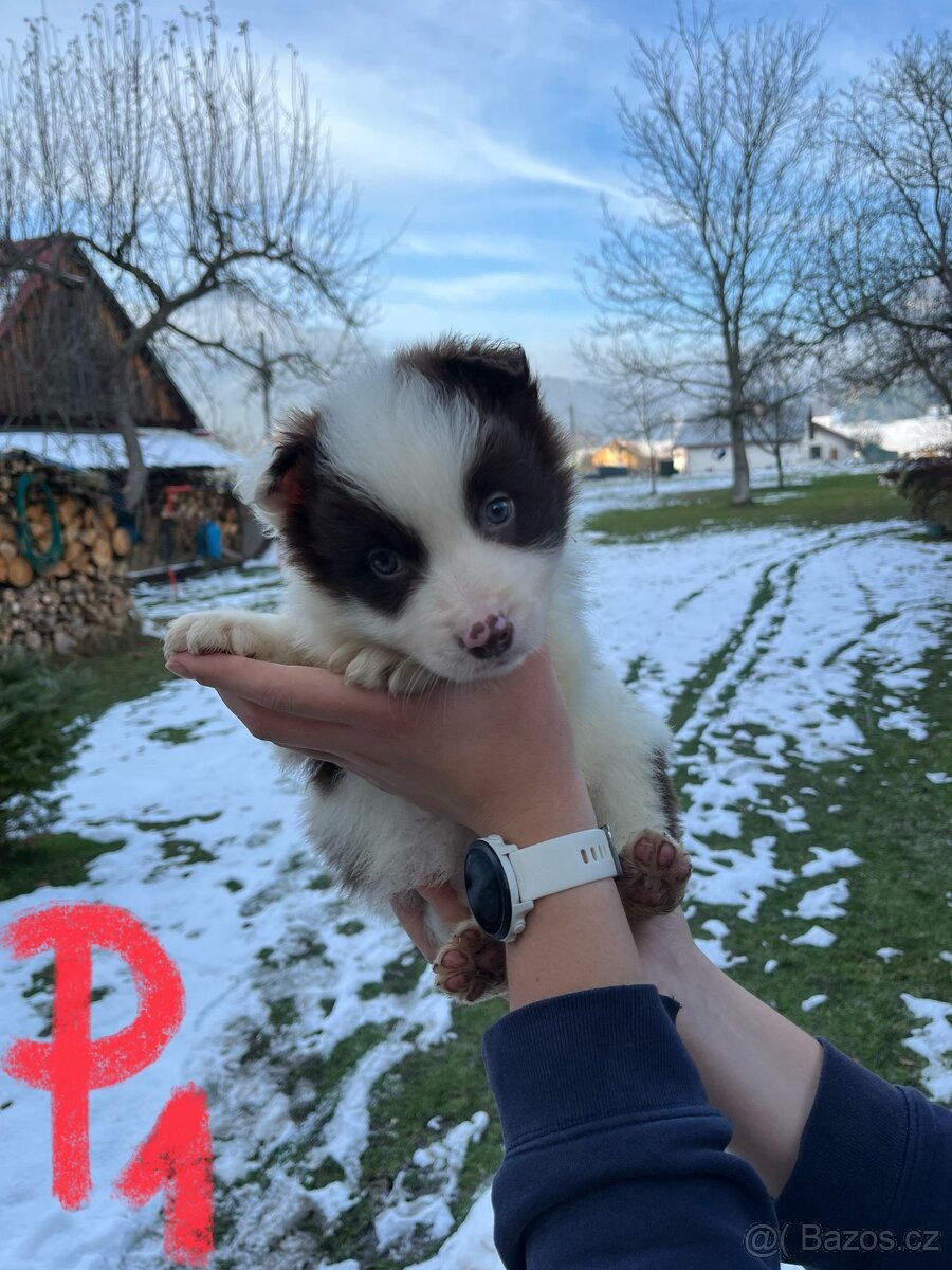 Predám border kólia šteniatka - 2