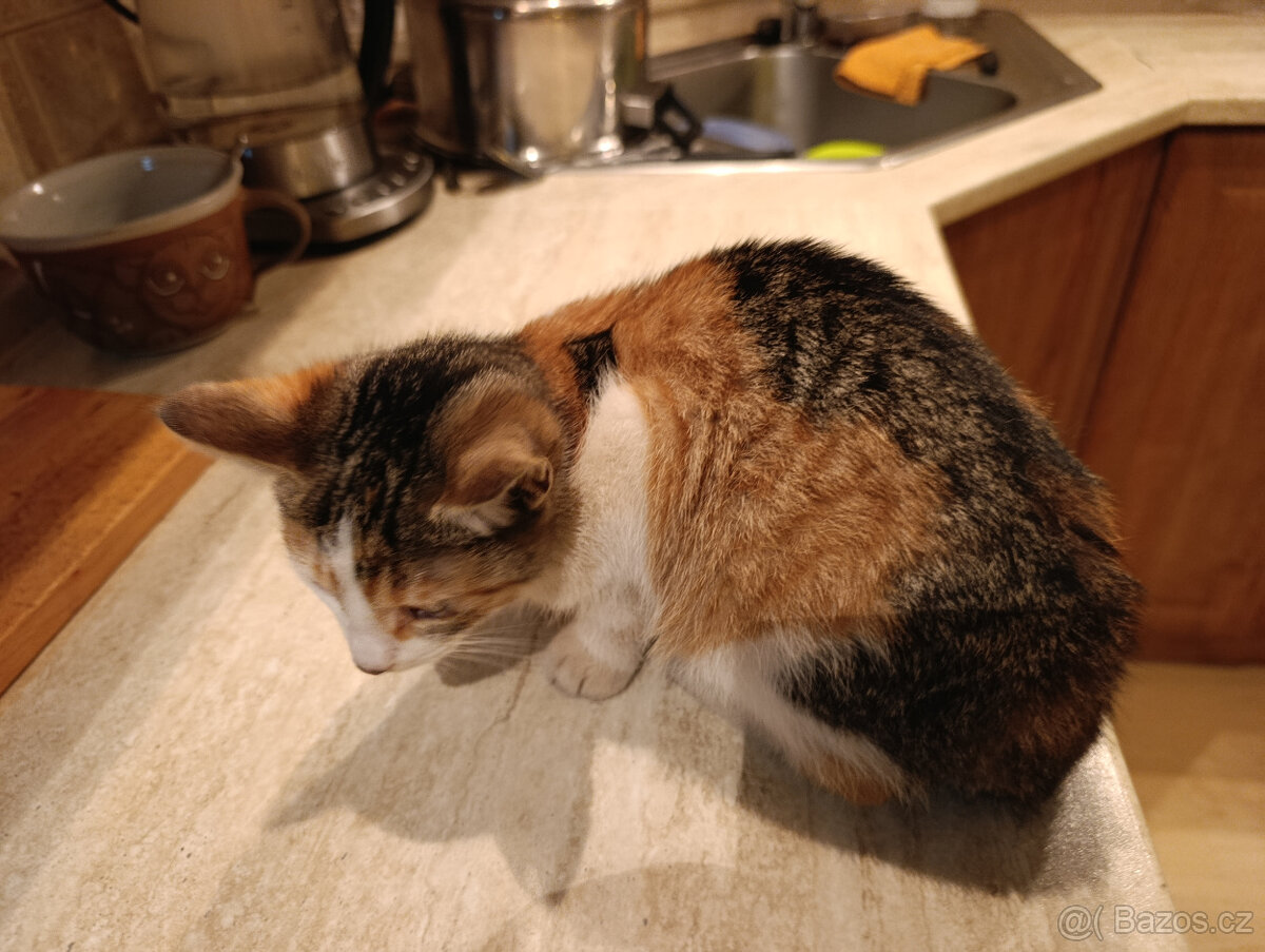 Daruji kotě - 2