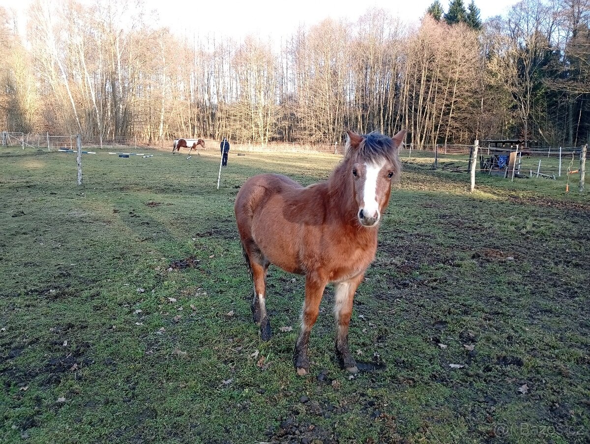Nabízíme letošní pony klisničku sekce A - 2
