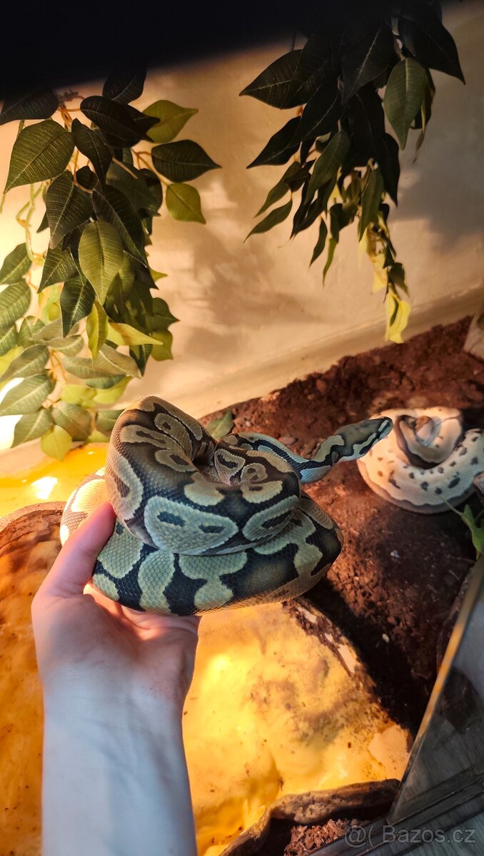 Krajta královská - 2