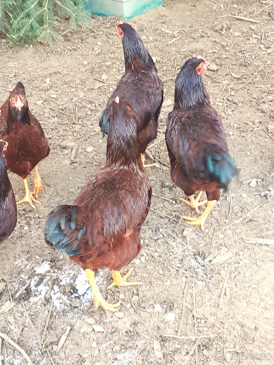 Rodajlendka červená - 2