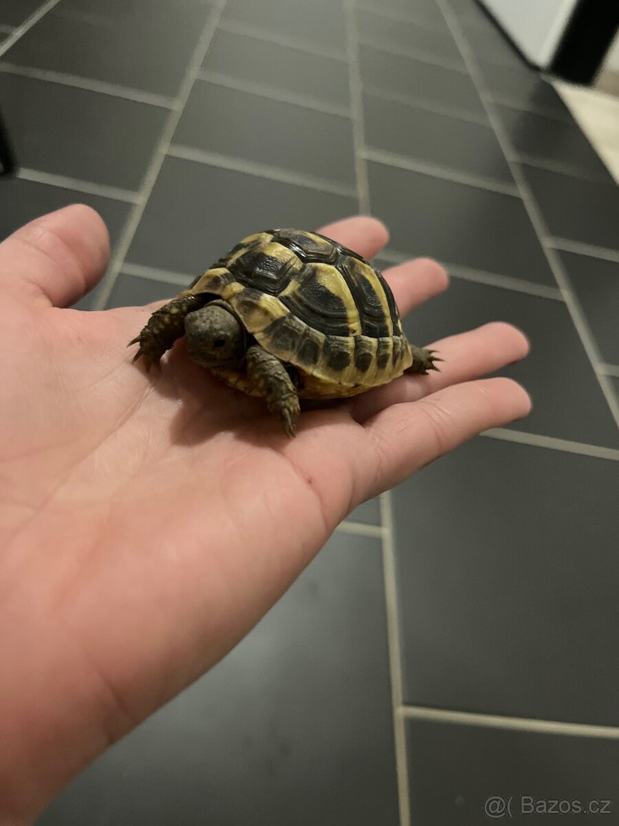 Želva zelenavá - 2