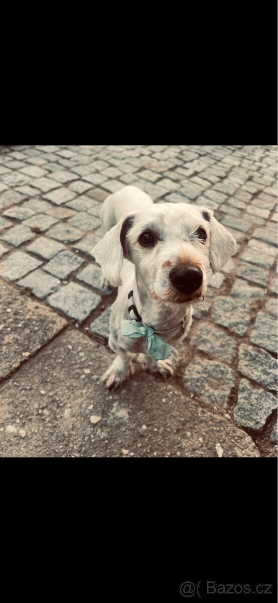 Prodám psa - 2