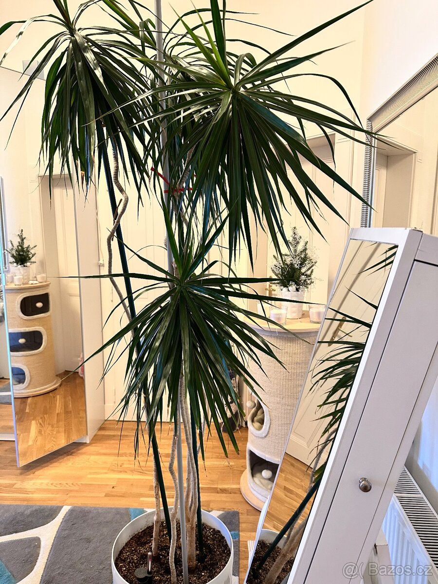 Prodám Dracenu 2m - 2