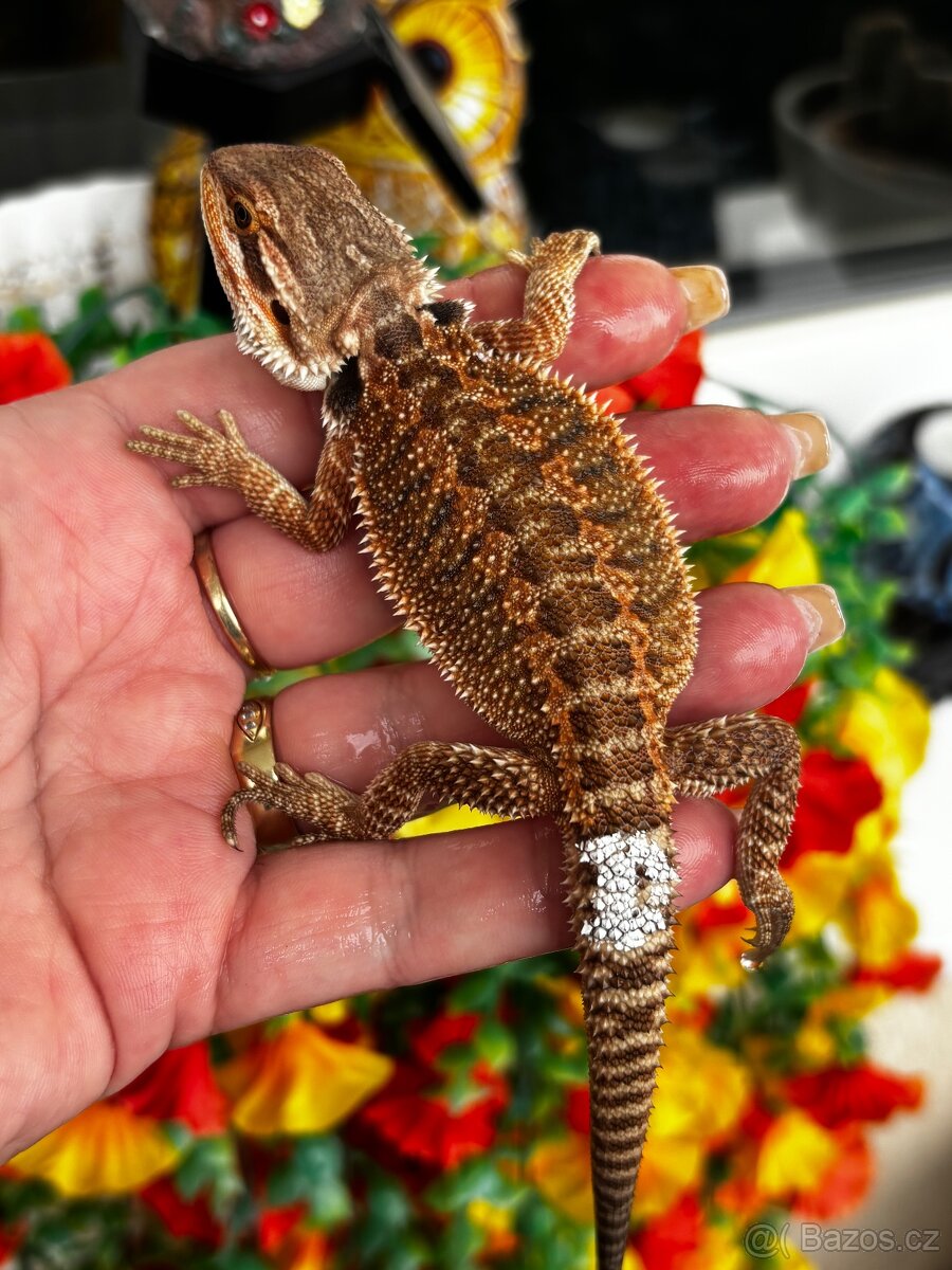 Agama vousata - samicka - 2