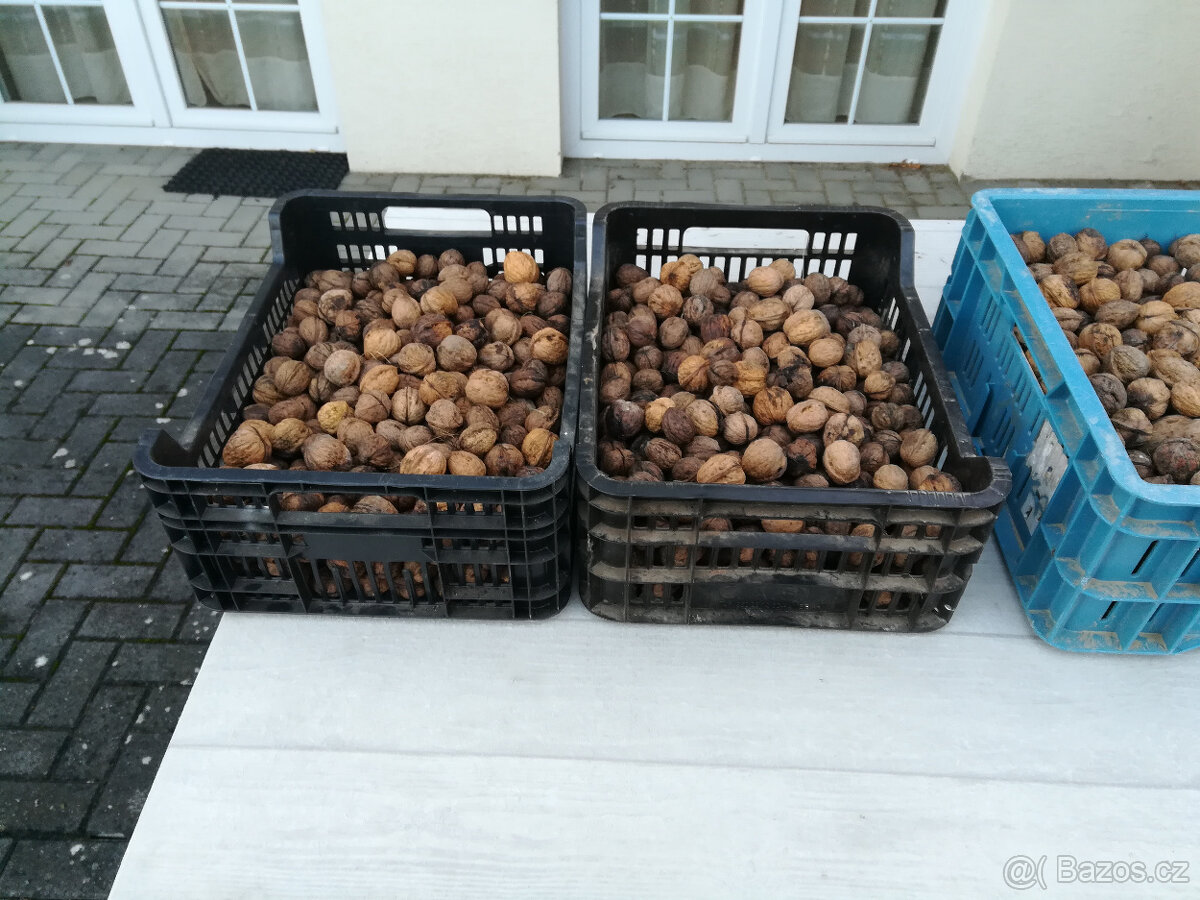 Vlašské ořechy - 2