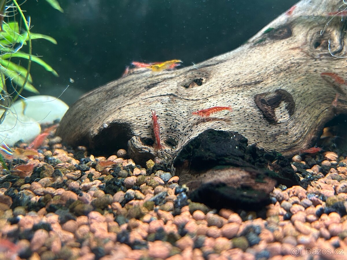 Sladkovodní krevetky – barevný mix Neocaridina (Černošice) - 2