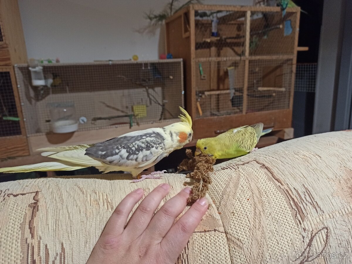 Samička andulky - 2