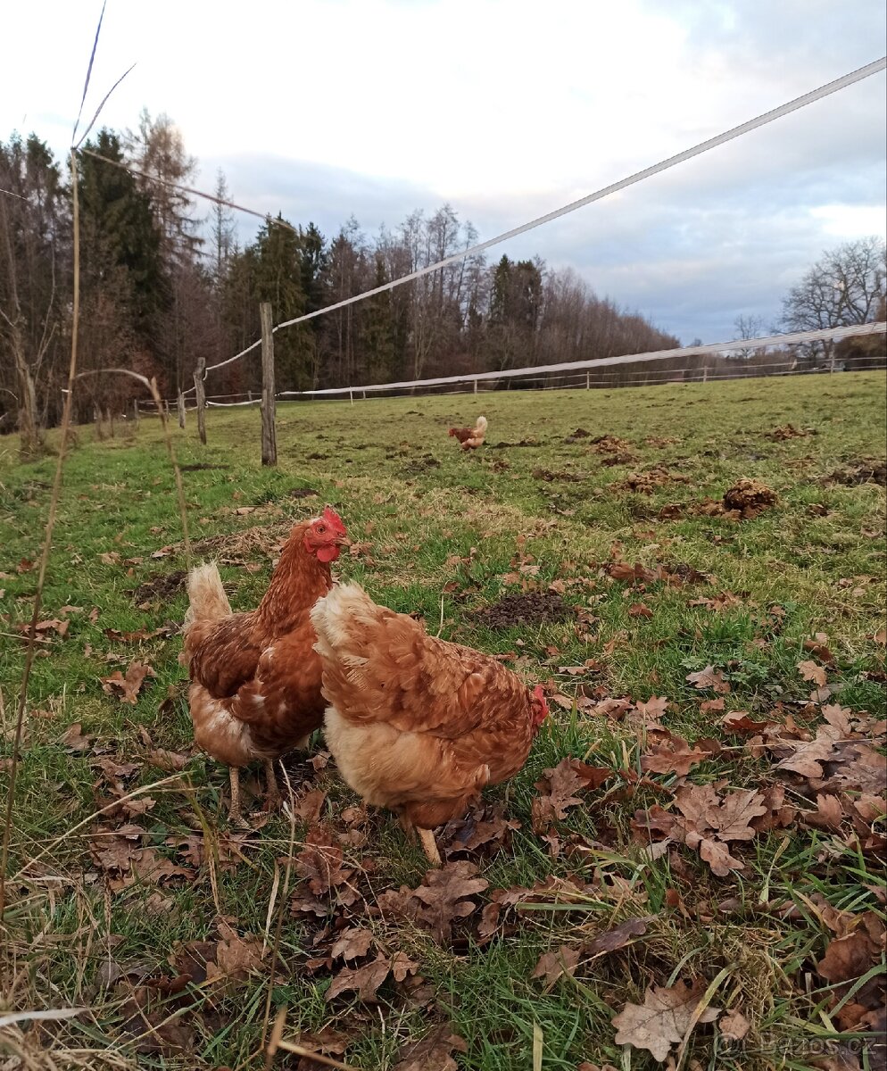 Domácí vejce z volnèho výběhu - 2