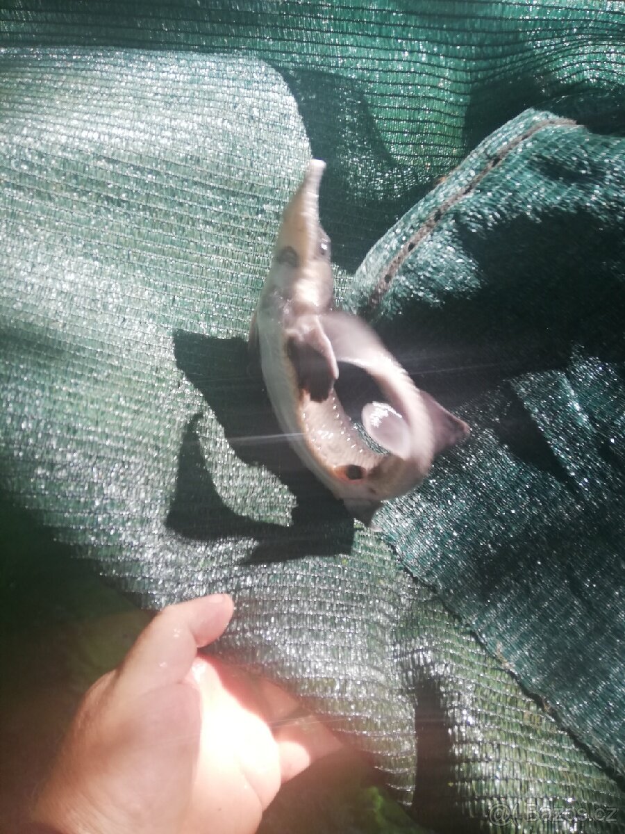 Jeseter sibiřský a rusky - 2