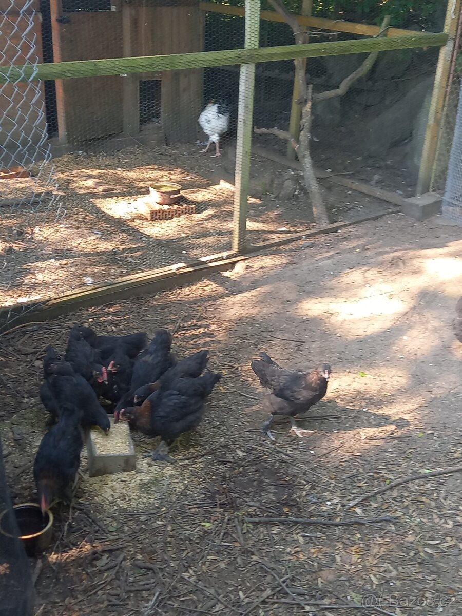 Marans kohouti - 2
