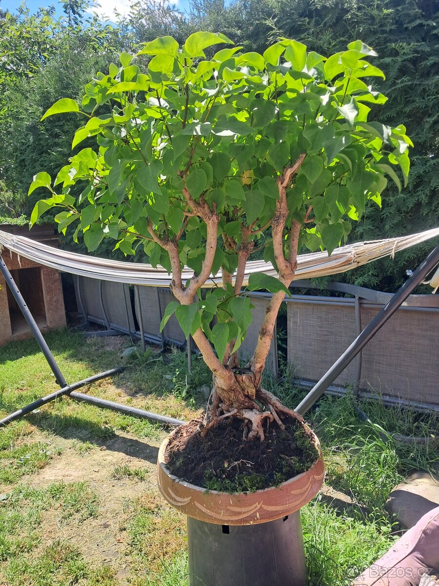 Bonsaj bonsai Japonsky Šeřík - 2