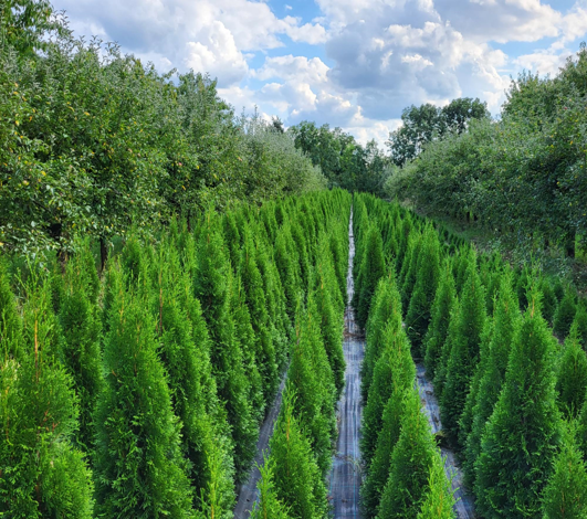 Tuje, Thuja,Thuje, tůje (Thuja occ. Smaragd) - 2