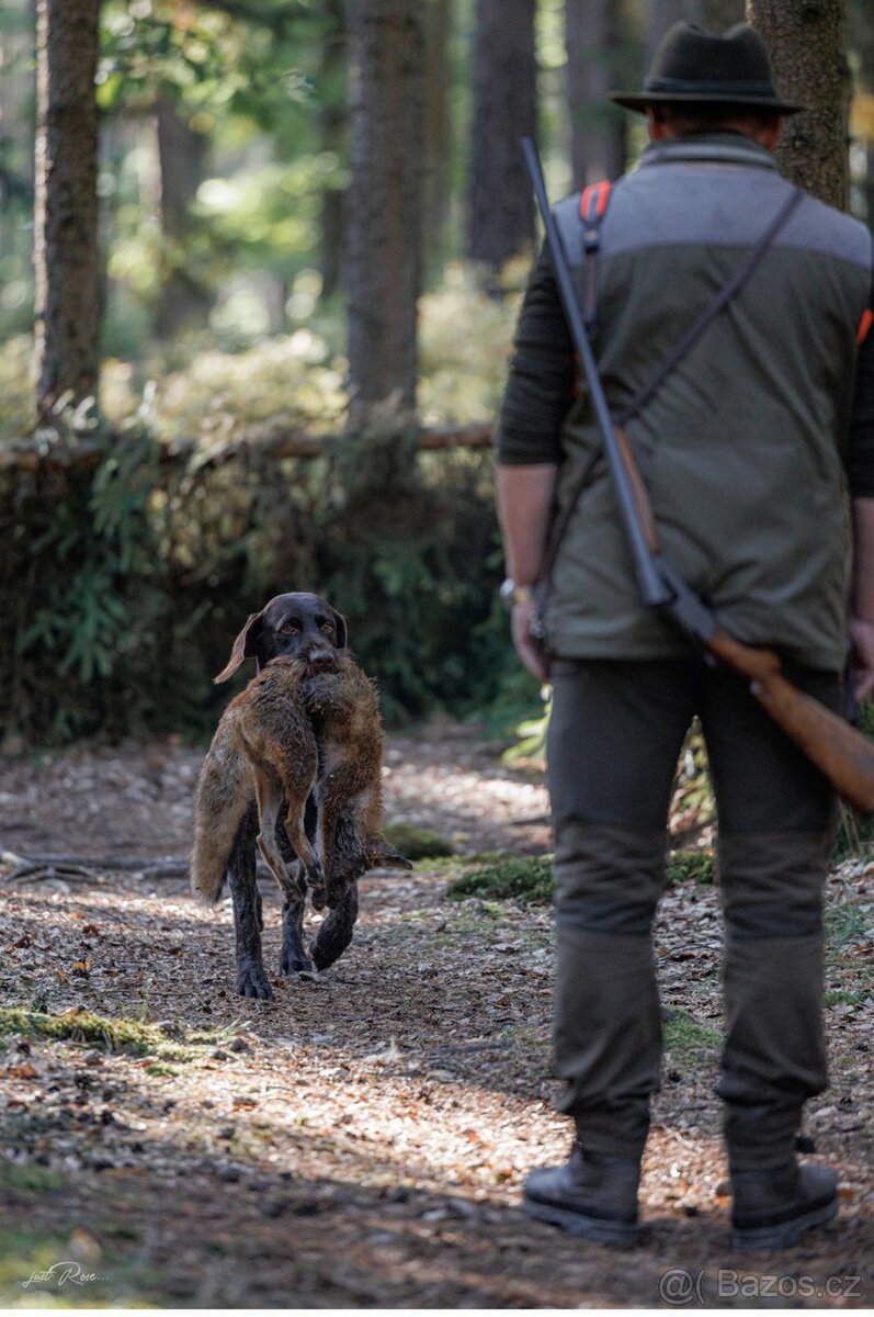 Německý drátosrstý ohař - 2