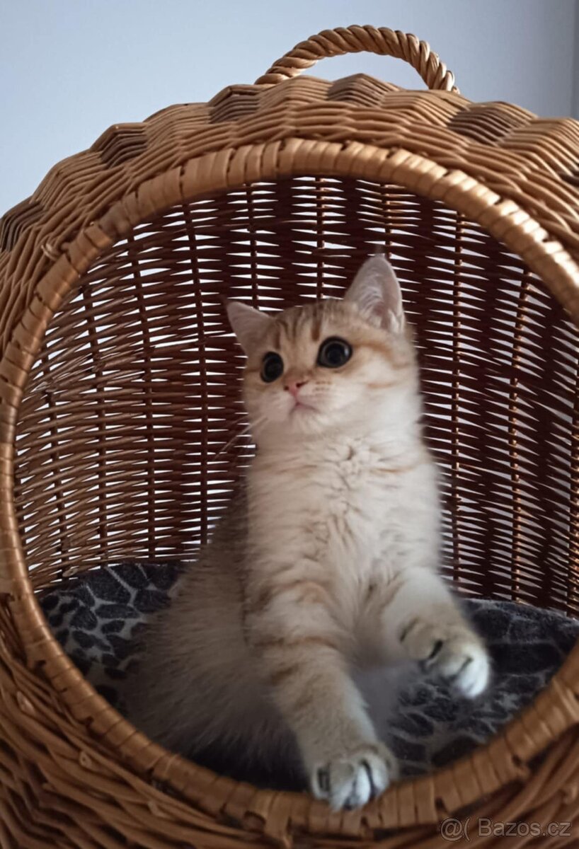 Koťátka britské kočičky s PP - 2