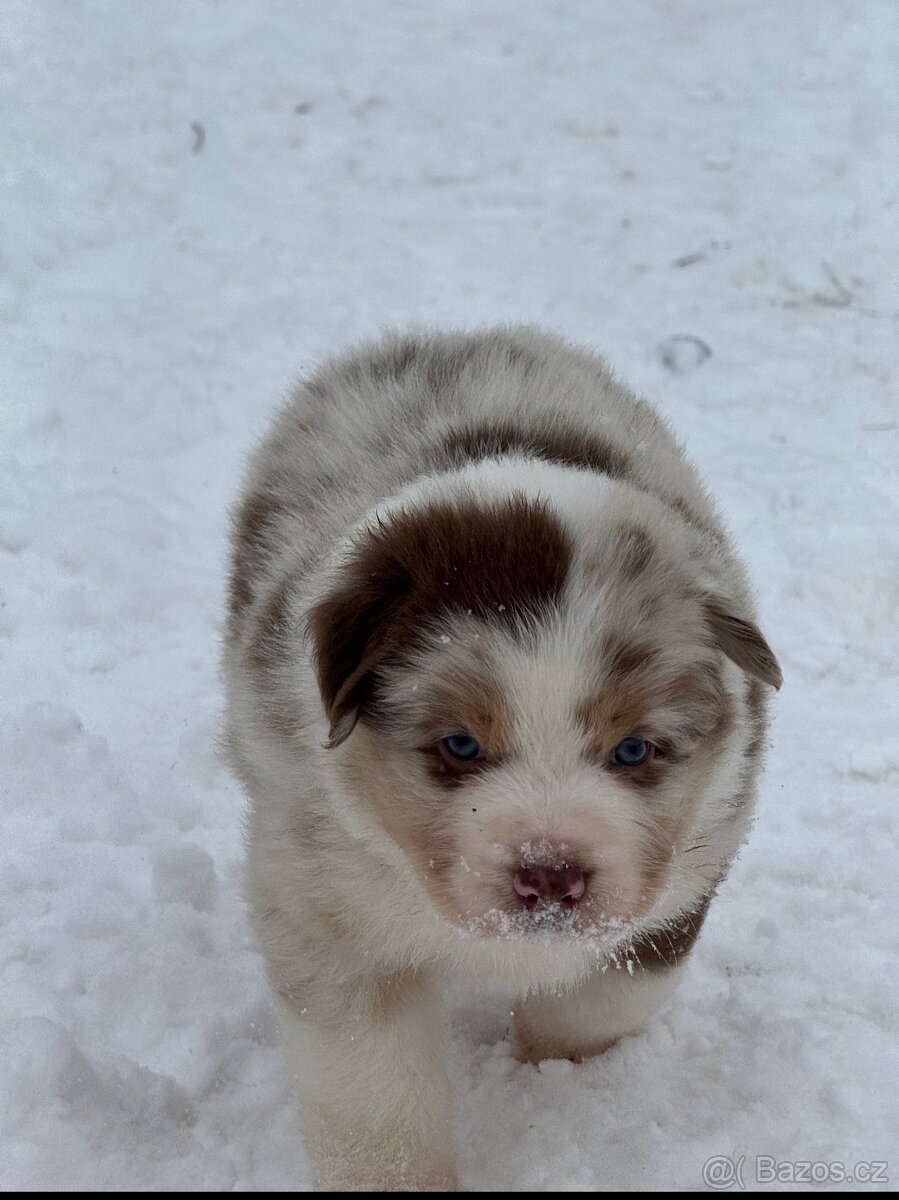 Australsky ovcak s PP - 2