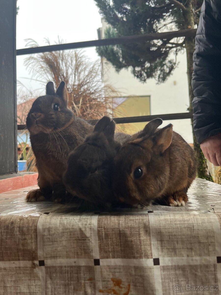 Prodám zakrslé králíky - 2