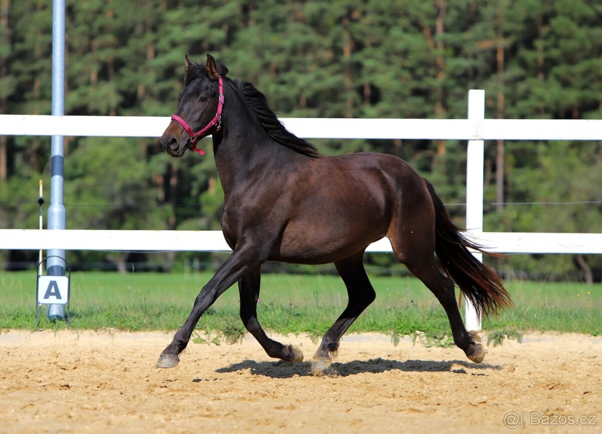 Z jara 3 letý valach Barock pinto - Frís - 2