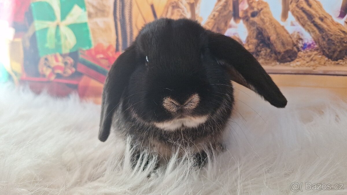 Zakrslý králík/ beránek vydří černá - 2