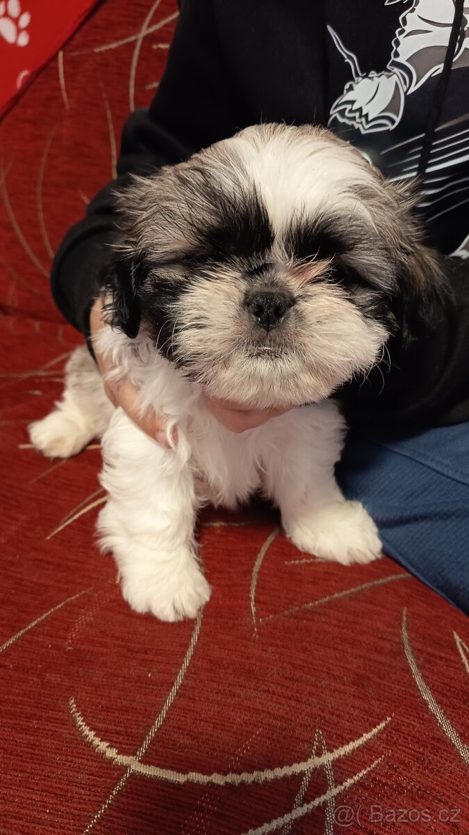 Štěňata shih-tzu - 2