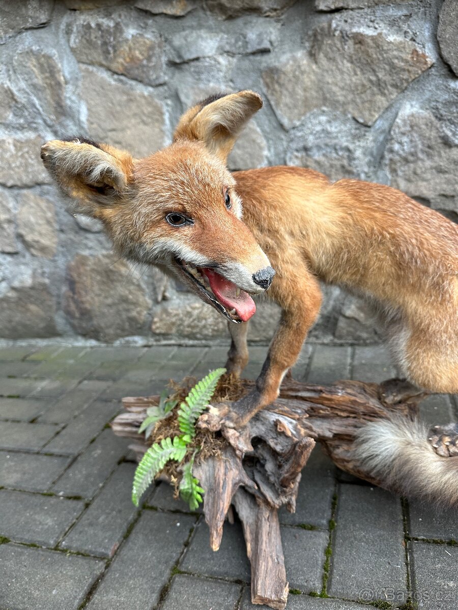 Liška - preparace, vycpanina - 2