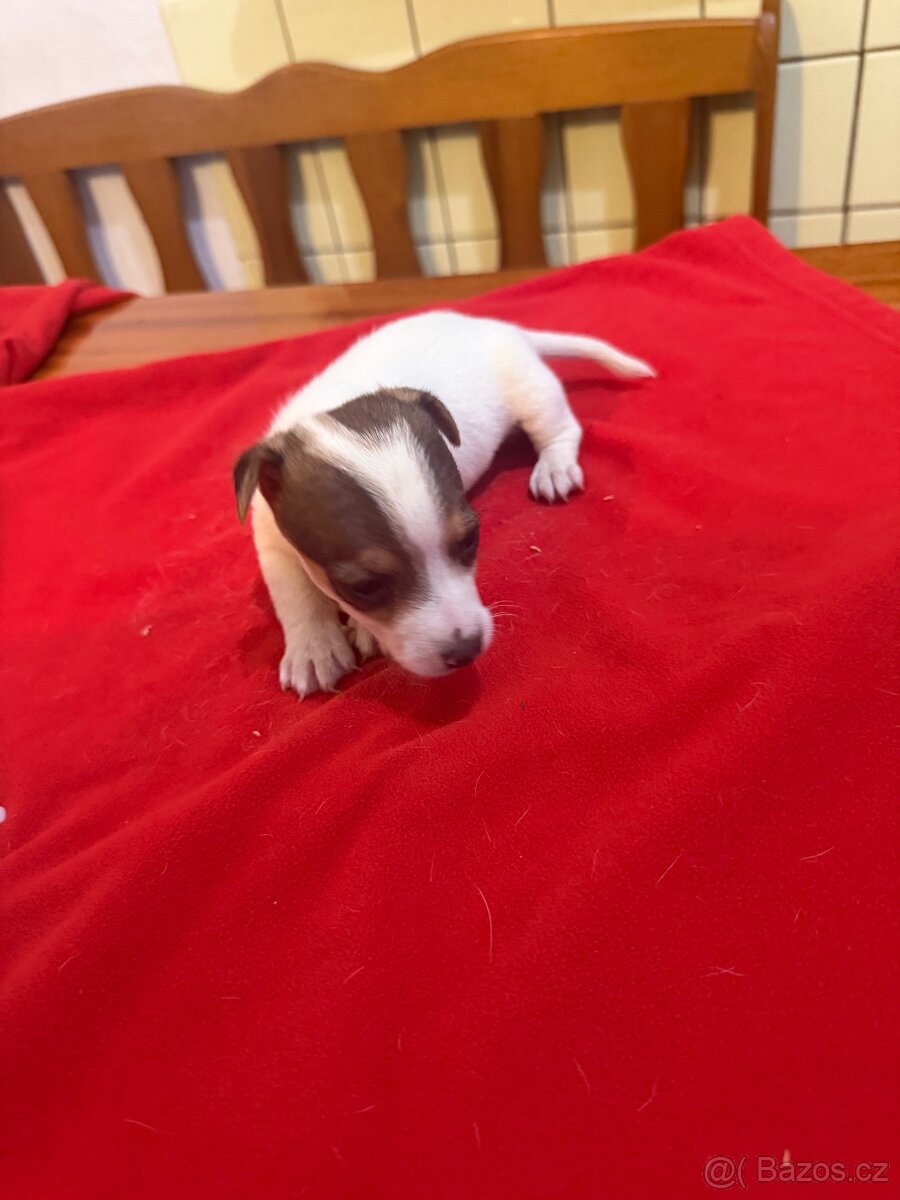 Jack russell teriér - 2