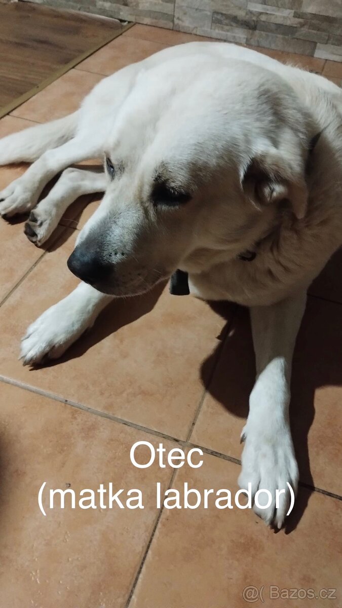 Kříženci Border kolie - 2