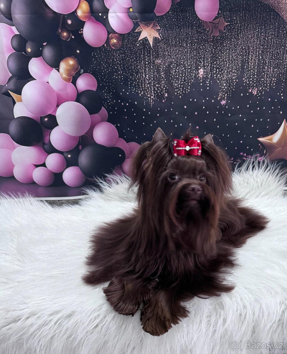 Chocolate yorkshire teriér ke krytí - 2