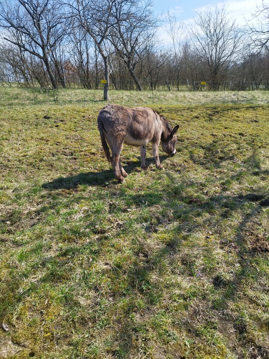 Osel,Oslice a Oslátko - 2