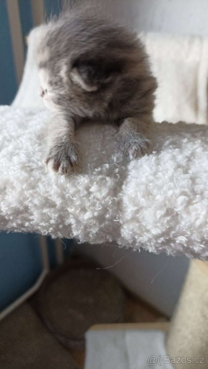 Britská kočička whiskas s PP - 2