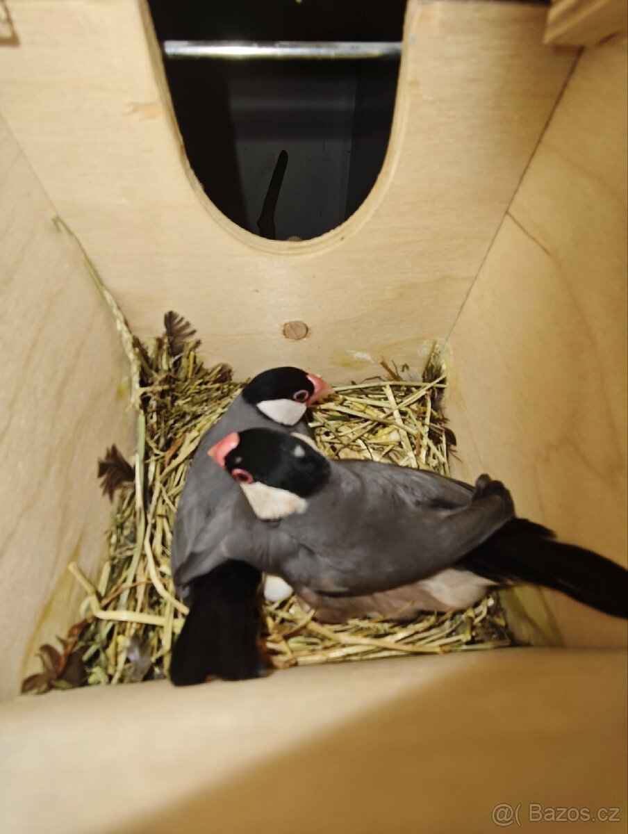 Rýžovník šedý pár - 2