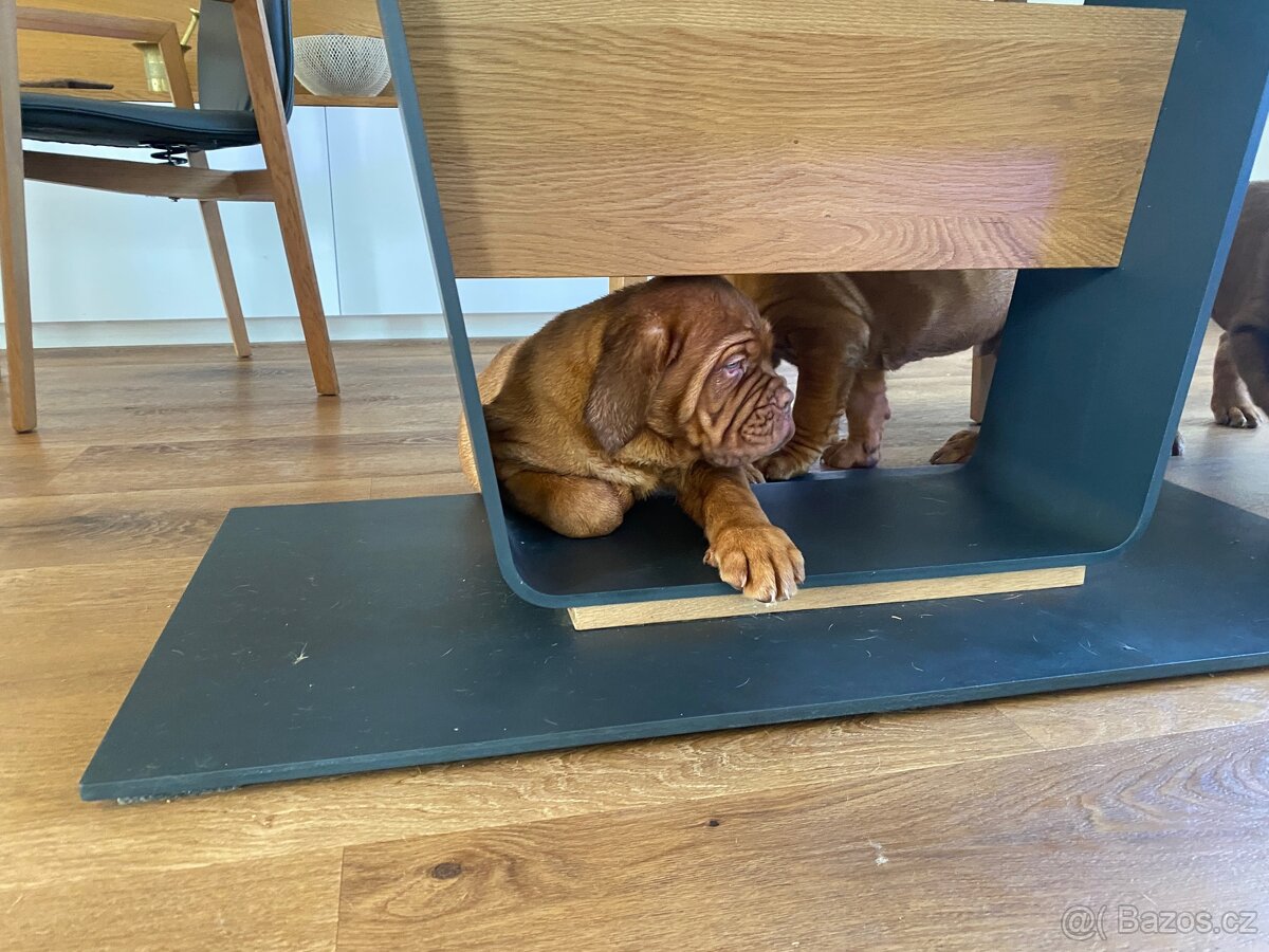 Bordeauxska doga s PP - 2