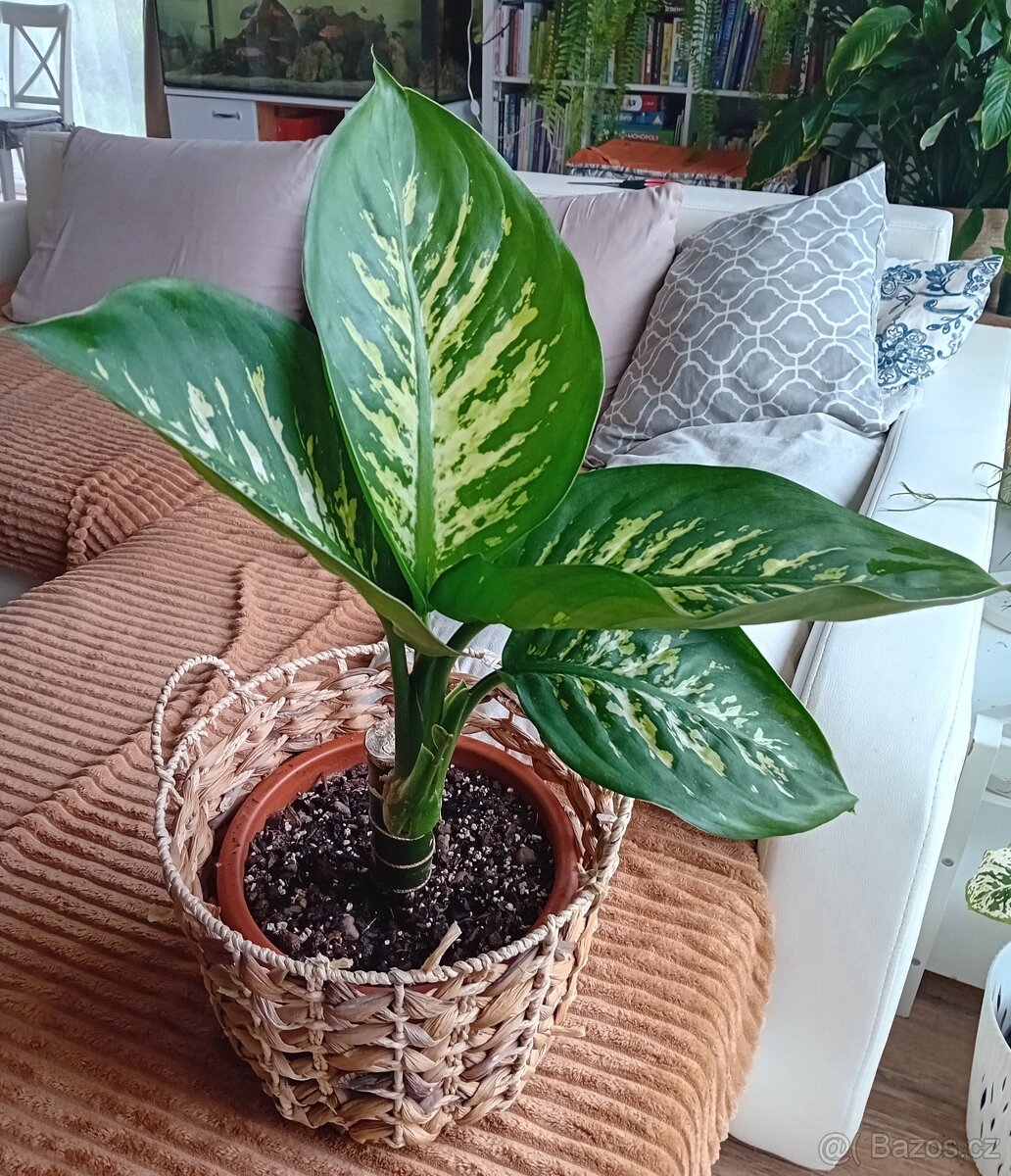 Dieffenbachia / Difenbachie - 2