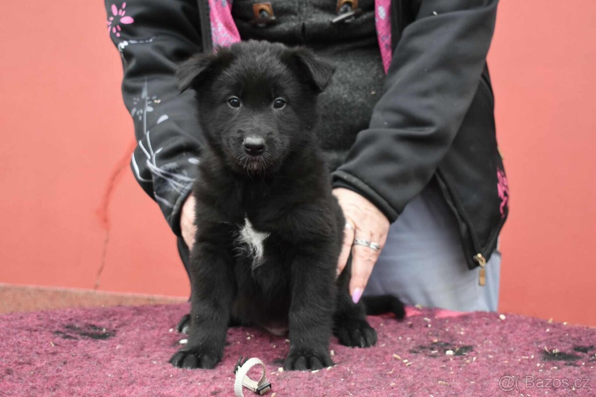 Belgický ovčák groenendael s PP - 2