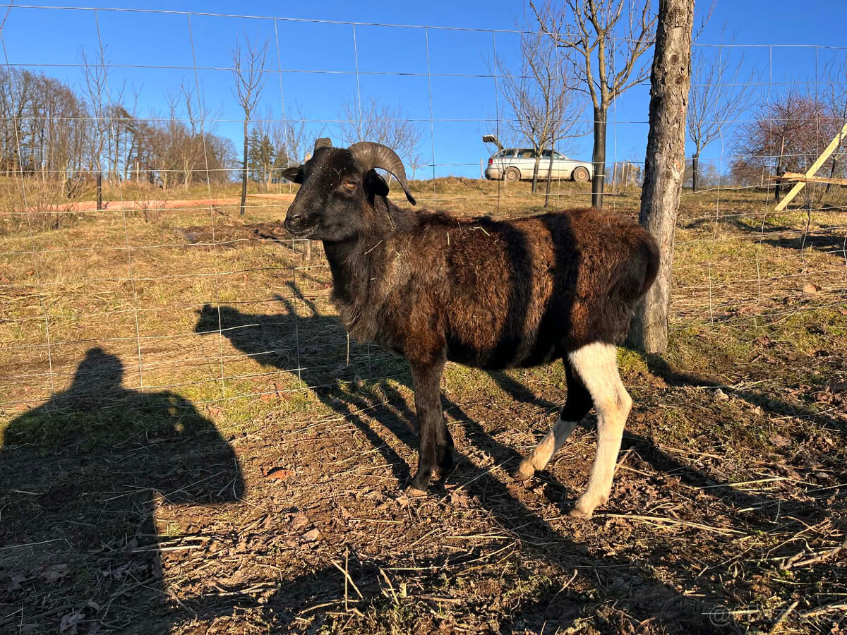 Beran kamerunský - 2