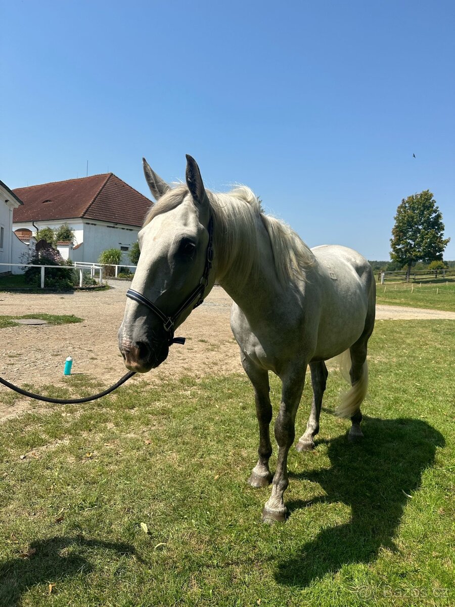 Starokladrubský valach - 2