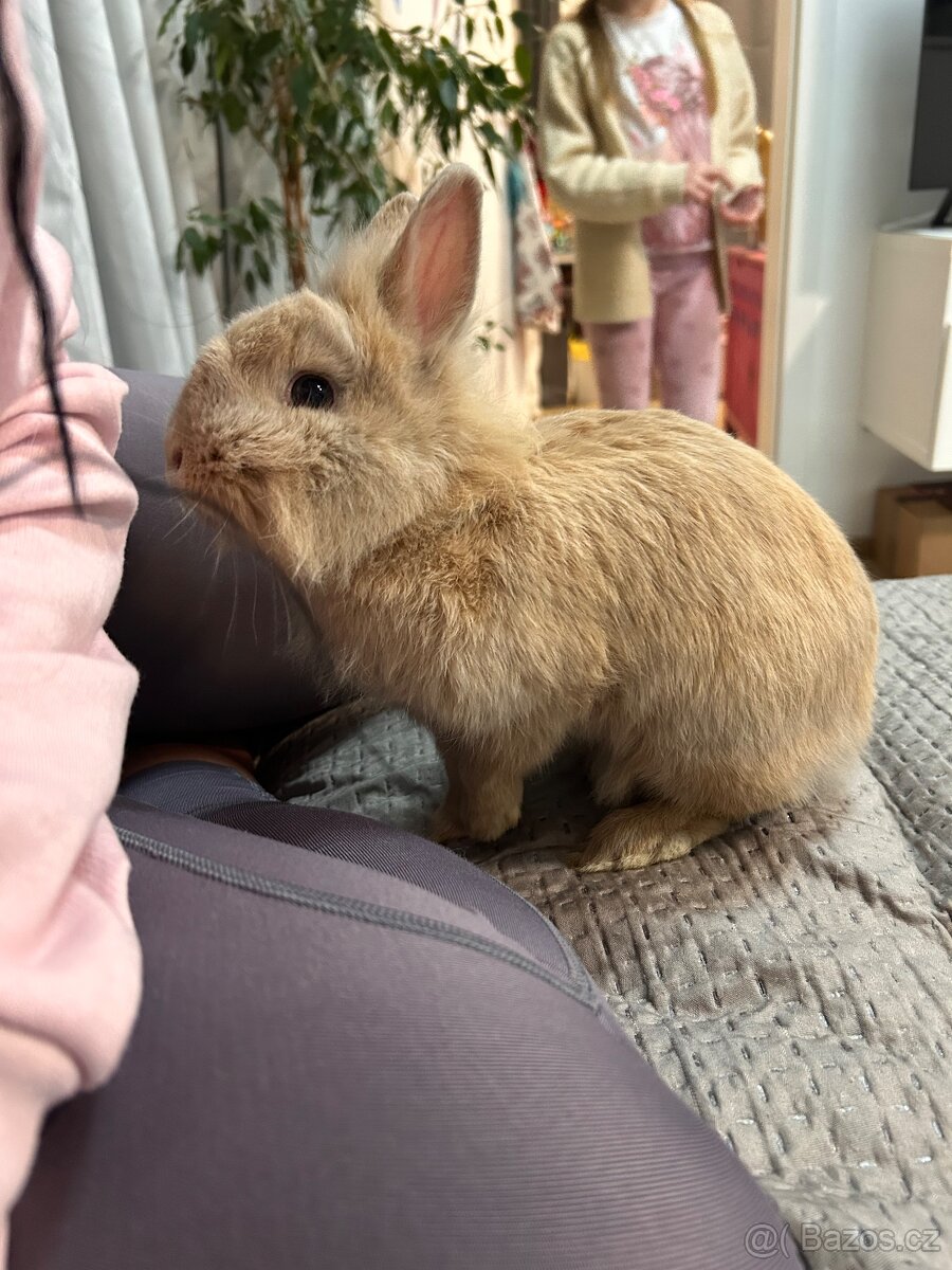 Zakrslý králík - 2