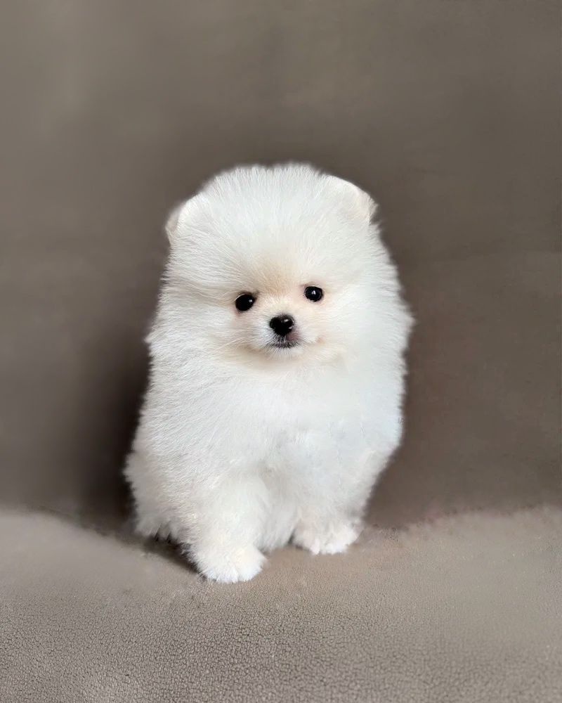 Pomeranian mini - 2