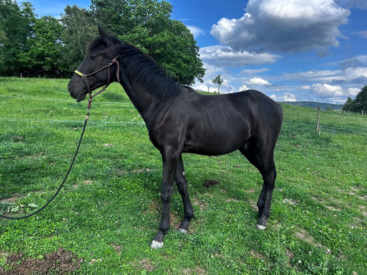 Hřebeček 1/2 lusitano - 2