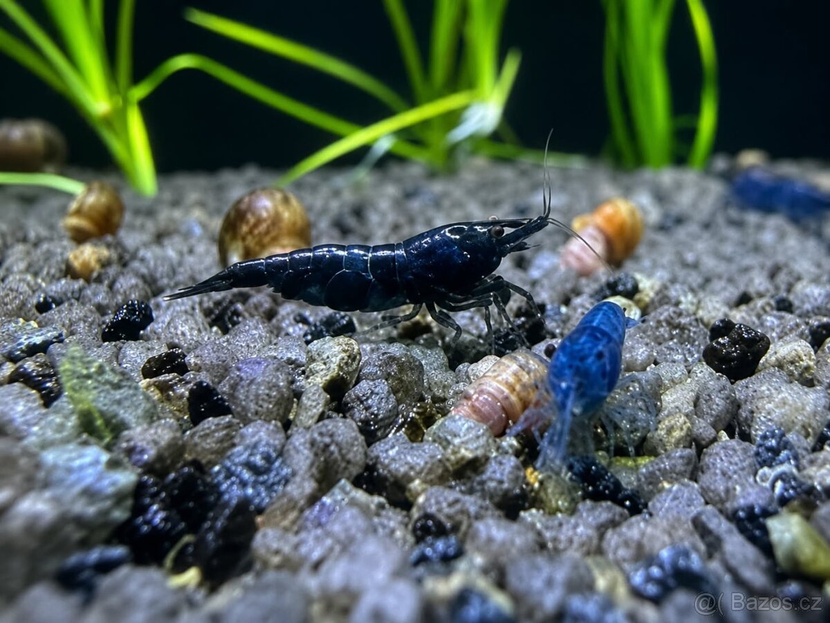 🦐 Krevety Neocaridina Blue Dream - 2