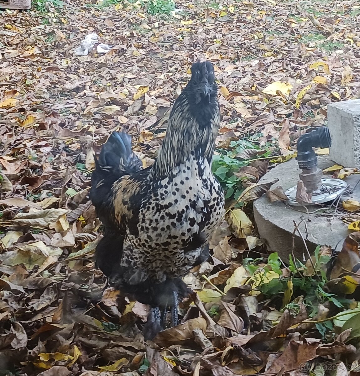 Kohouti (ayam cemani+bílá hedvabnička) - 2